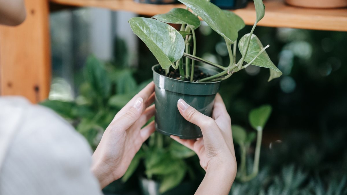 Hands holding a real potted pothos houseplant in a nursery pot