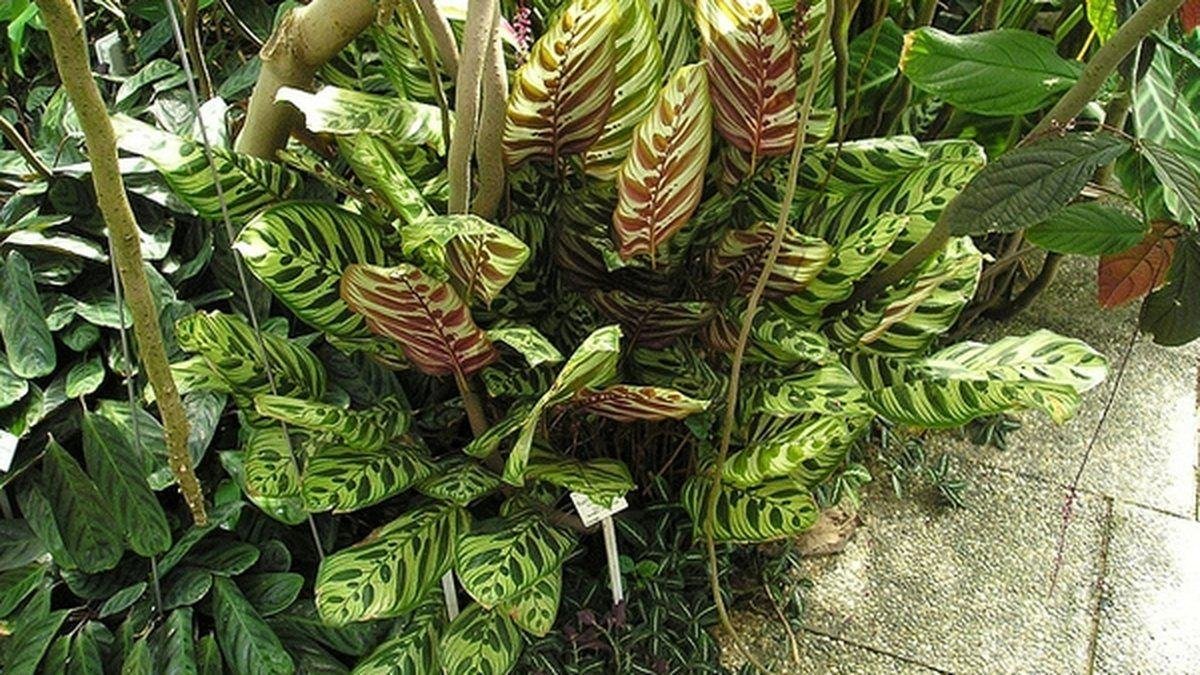 A real peacock Calathea plant with patterned leaves growing in a pot