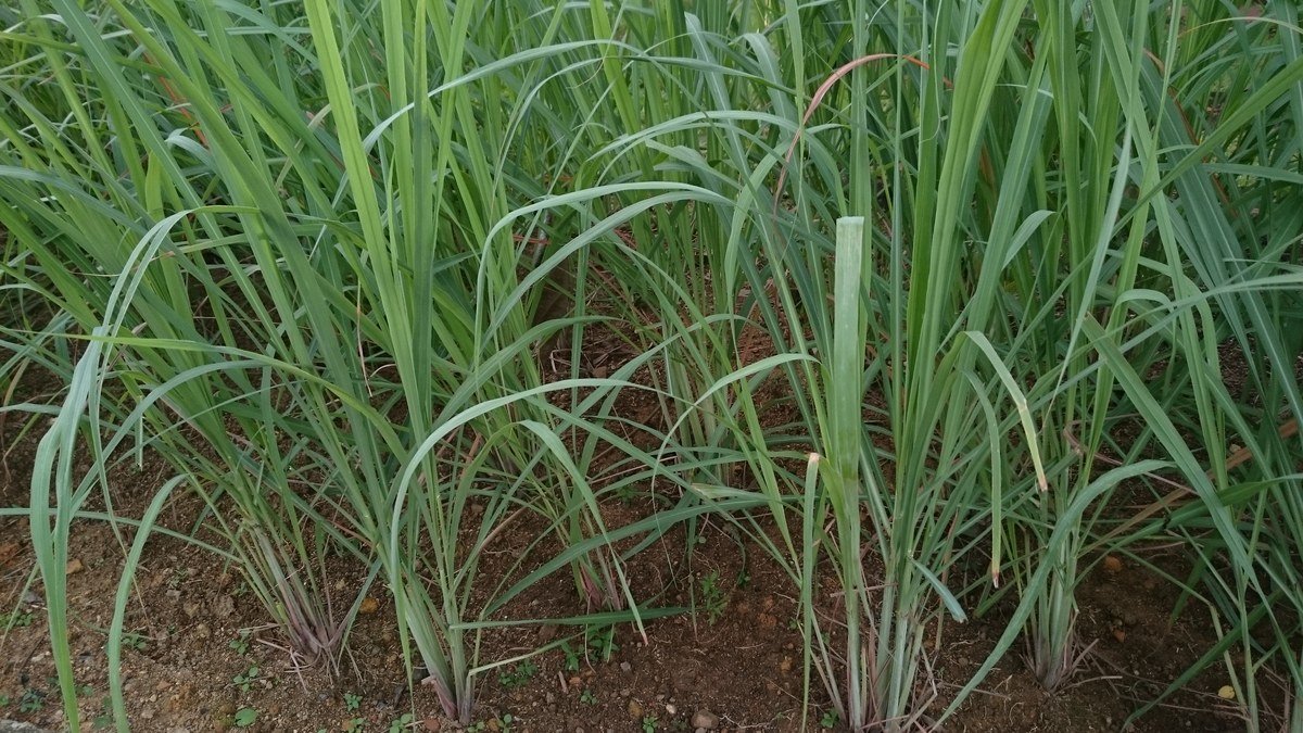 Real lemongrass plants with upright green blades and purple lower stems