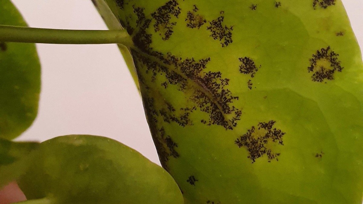 A real Pilea houseplant leaf with black spots