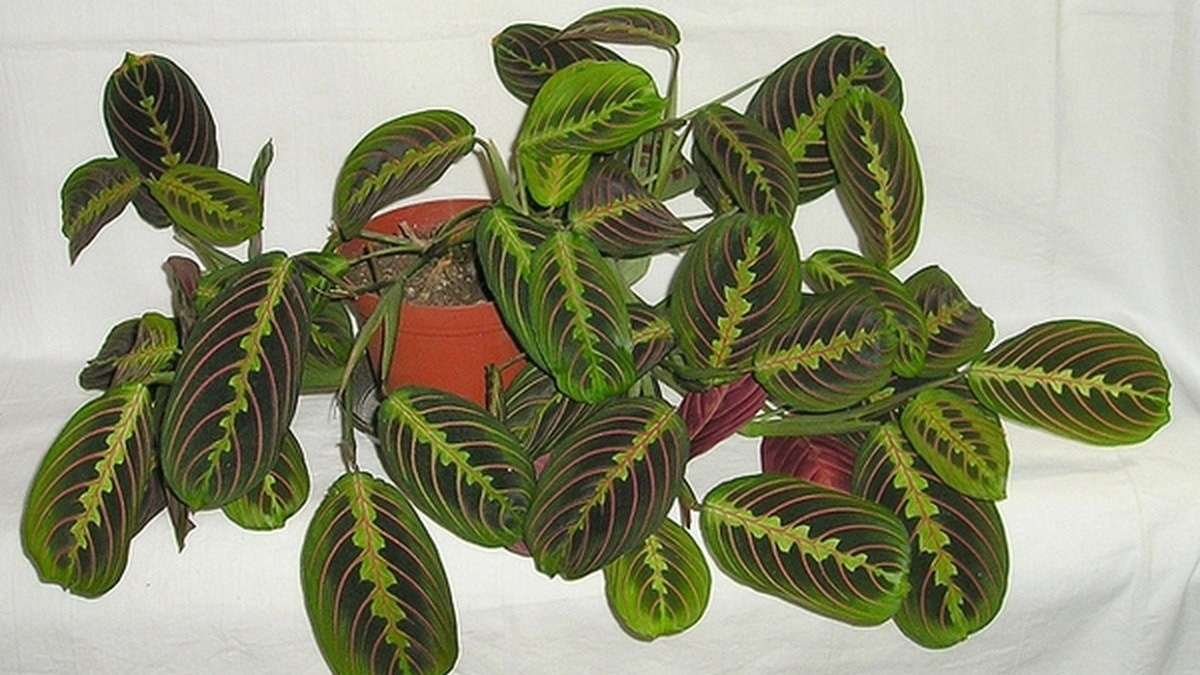 A real red-veined prayer plant with patterned leaves growing in a pot