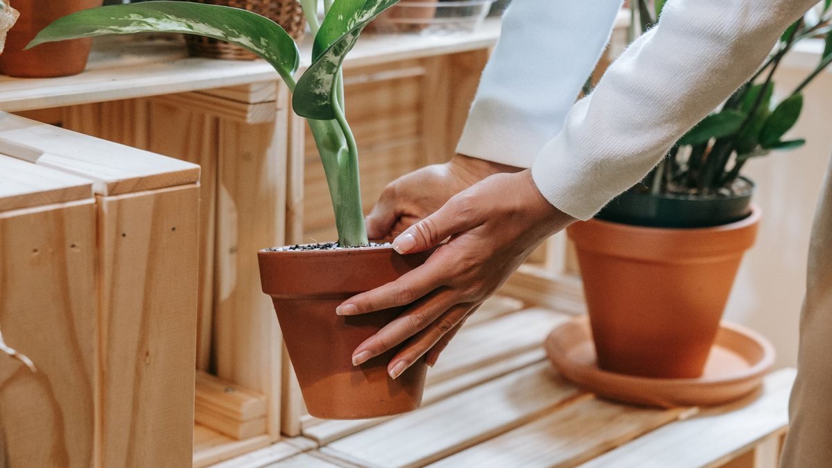 Hands holding a real potted houseplant near a bright window