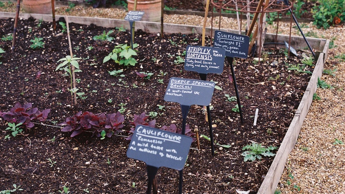 A small raised edible garden bed with young vegetables and plant labels