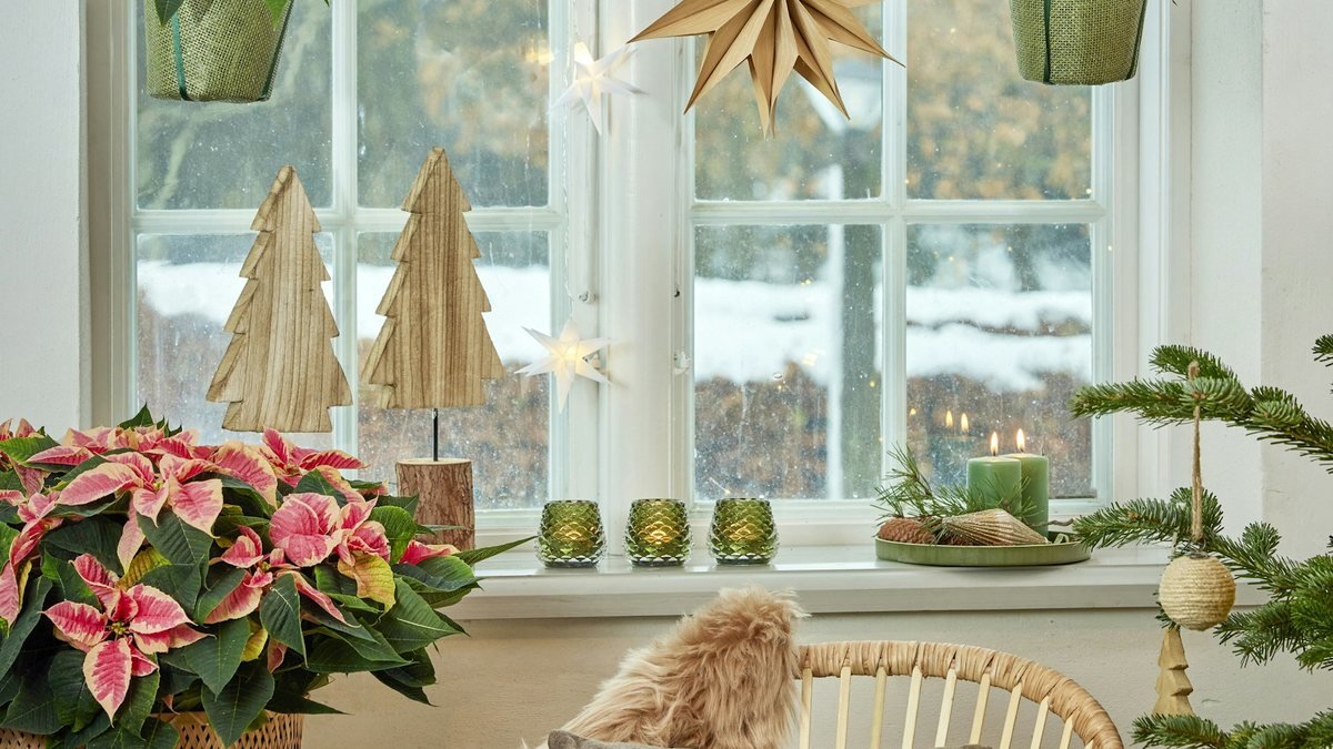 Real poinsettias and houseplants near a bright snowy winter window